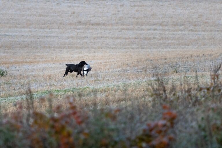 gåsjakt-121024-009